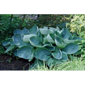 Хоста Hosta Abiqua Drinking Gourd
